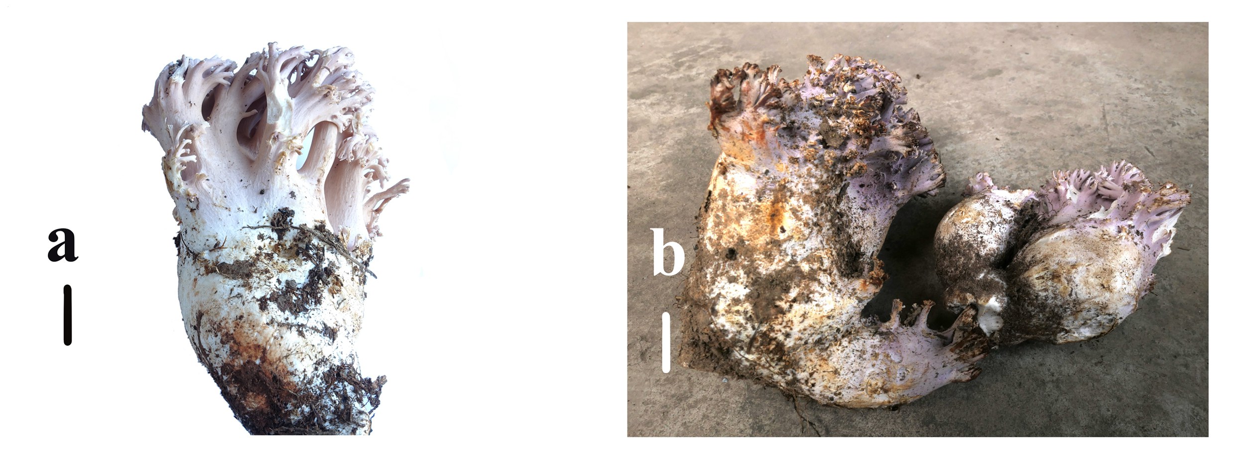 Figure 33
